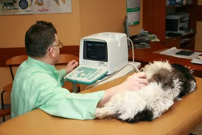 Poźniak Andrzej, lek. wet. Przychodnia dla małych zwierząt. USG, RTG